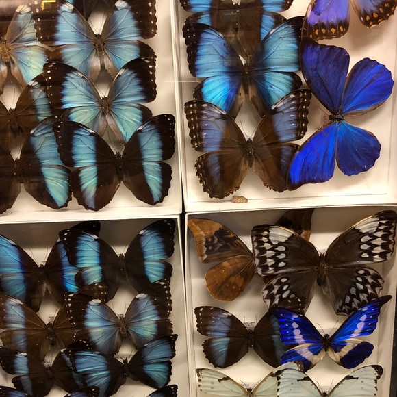 Meet your Posher, Maddie - Picture 1 of 1